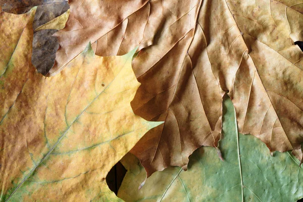 Folhas secas fundo — Fotografia de Stock