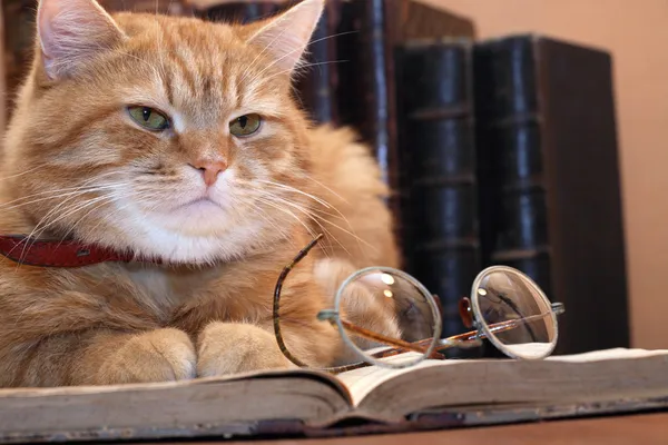 Розумний кішка — стокове фото