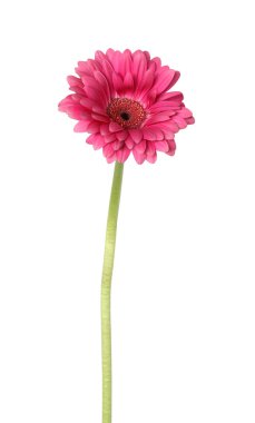 Gerbera Daisy clipart