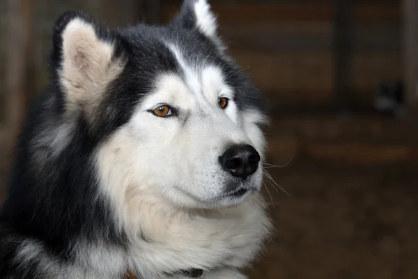 Retrato de Husky siberiano — Foto de Stock