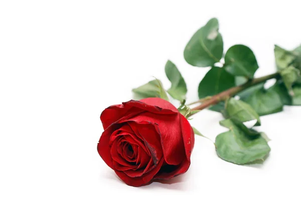 Rote Rose auf weißem Grund — Stockfoto