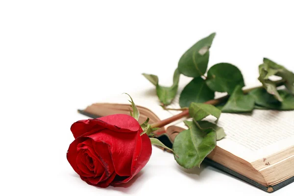 Růže na knihu — Stock fotografie