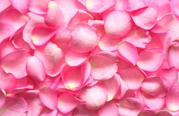 Background Made Lot Pink Rose Petals — Stock Photo, Image