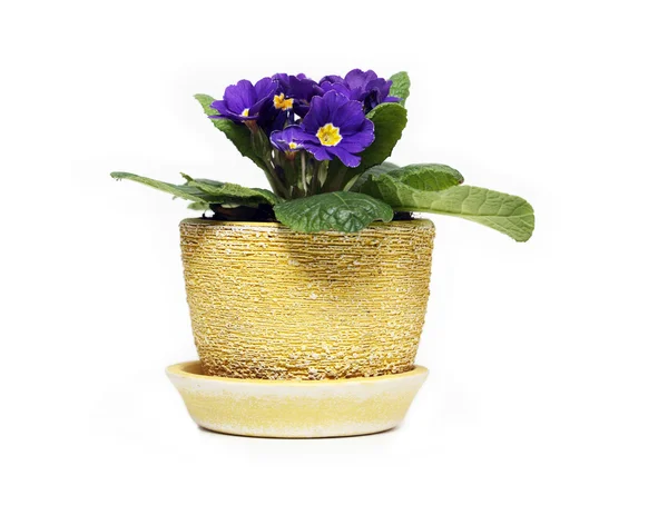 Viola in vaso di fiori — Foto Stock