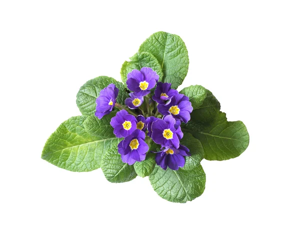 Fin Violett Blomma Isolerad Vit Bakgrund Med Urklippsbana — Stockfoto