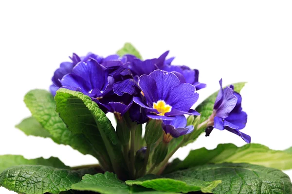 白い背景の上の緑の葉で素敵な紫色の花のクローズ アップ — ストック写真