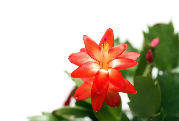 Window Flower — Stock Photo, Image