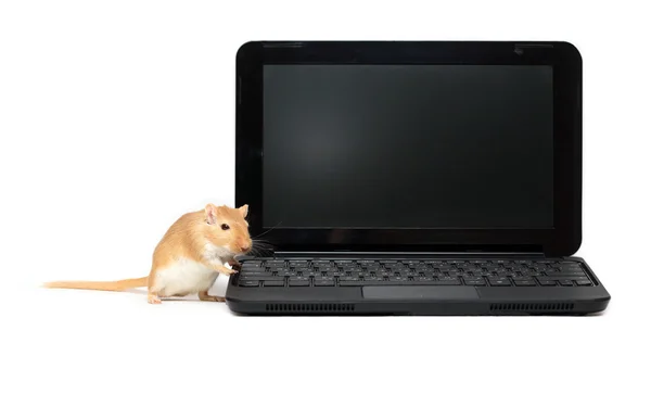 Maus in der Nähe von Laptop — Stockfoto