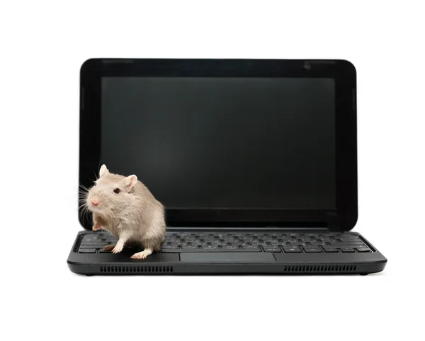 Mouse On Laptop — Stock Photo, Image