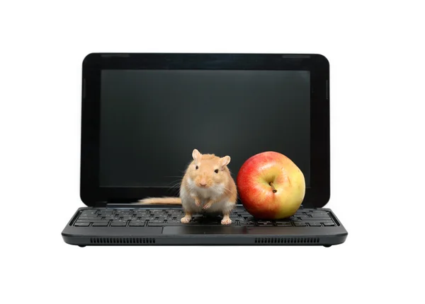 Mouse e mela sul computer portatile — Foto Stock