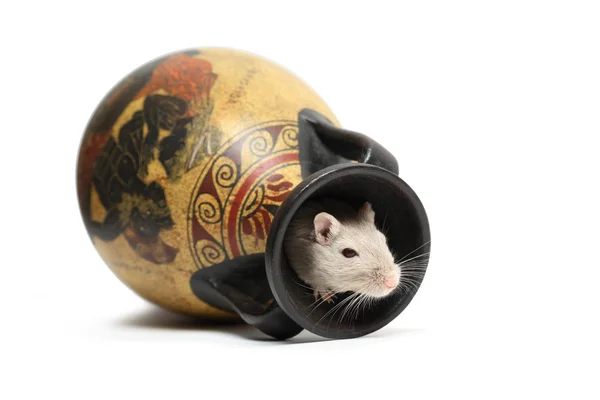 Myszy wewnątrz wazon — Zdjęcie stockowe