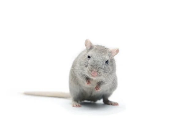 Gray Mouse — Stock Photo, Image