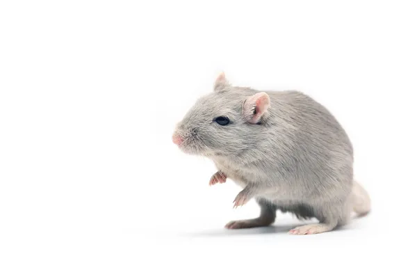 Szara myszka — Zdjęcie stockowe