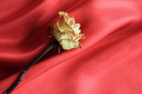 Rose On Red — Stock Photo, Image