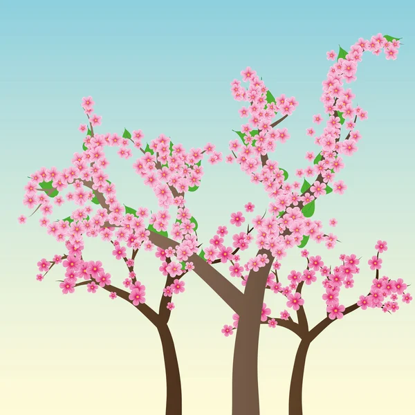 Sakura bomen — Stockvector