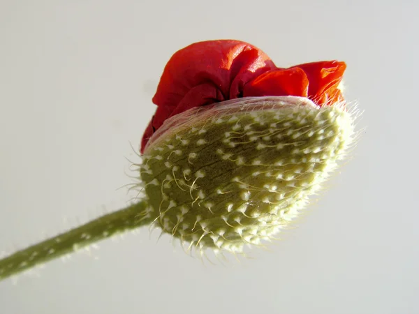 Beautiful Flower Papaver Close — Stock Photo, Image