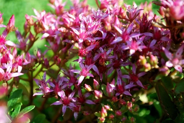 Beautiful Flower Sedum Close — Stock Photo, Image