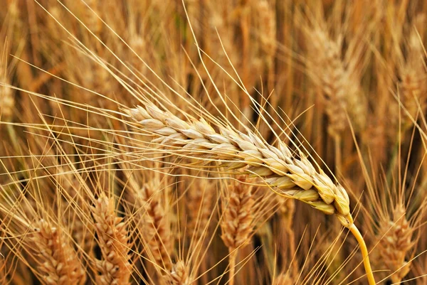 ゴールド自然小麦畑クローズ アップ — ストック写真