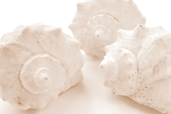 Isolated Shells White Closeup — Stock Photo, Image