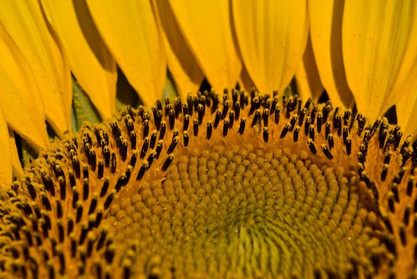 Floarea Soarelui Galben Close — Fotografie, imagine de stoc