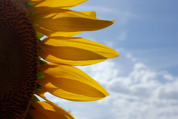 Gelbe Sonnenblume Sommer Natur Hautnah — Stockfoto
