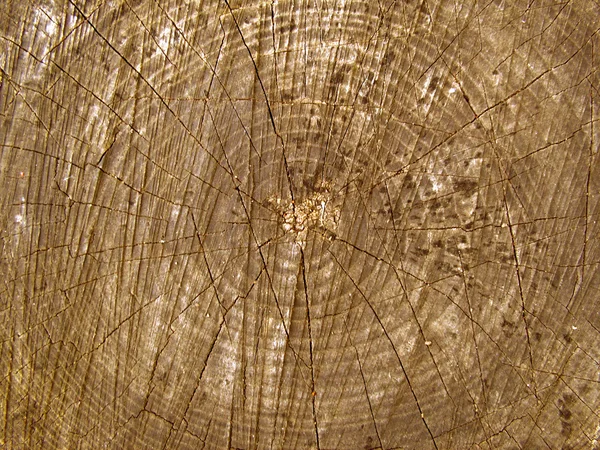 Wood Texture Nut — Zdjęcie stockowe