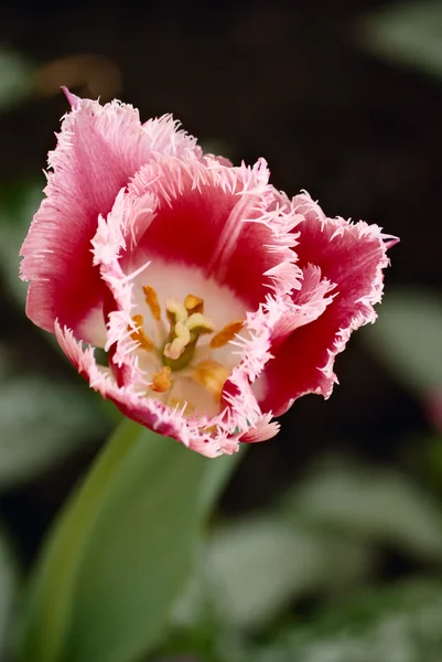 Hermosos Tulipanes Primavera Naturaleza Cerca — Foto de Stock