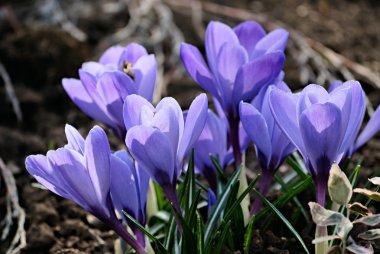 Spring violet crocus flower. nature clipart
