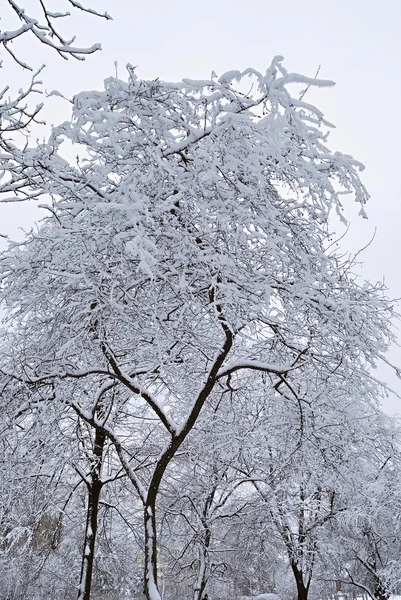 Krásný Chladný Zimní Krajina Stromy Sněhu — Stock fotografie