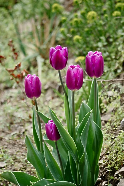 Vackra Våren Tulpaner Naturen Närbild — Stockfoto