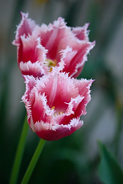 Hermosos Tulipanes Primavera Naturaleza Cerca — Foto de Stock