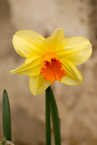 Fiore Narciso Giallo Primavera Natura — Foto Stock
