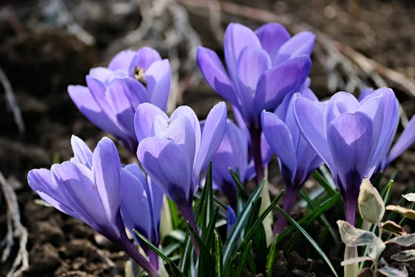 Весняно Фіолетова Квітка Крупи Природа — стокове фото