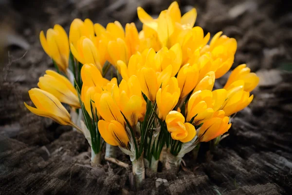 春天黄番红花的花朵 — 图库照片