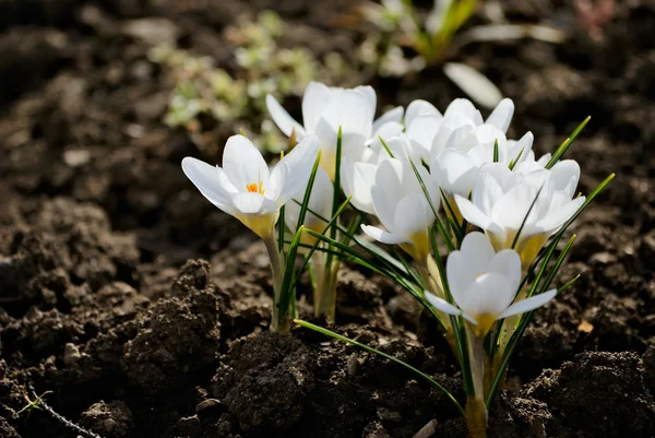 Krokus Kwiat Wiosna Biały Natura — Zdjęcie stockowe