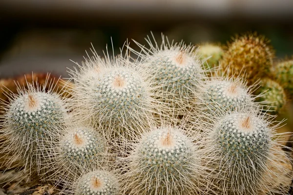 stock image Cactus