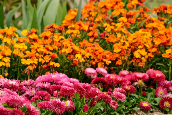 stock image Flowerbed