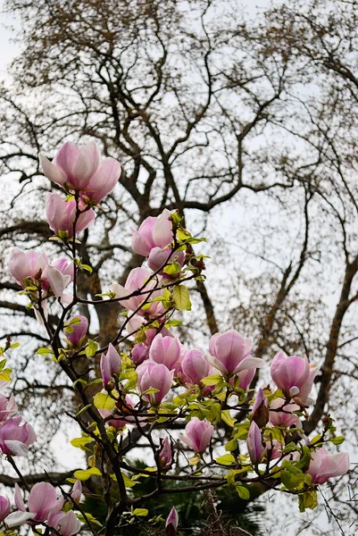 Árvore da tulipa — Fotografia de Stock