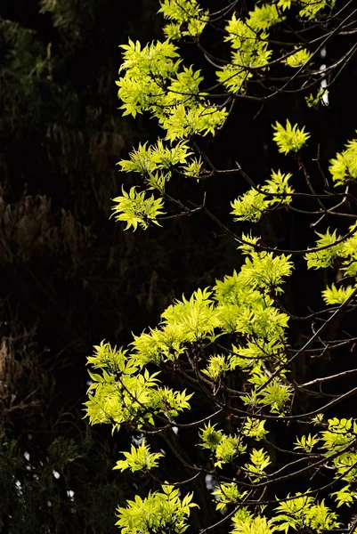봄 나무 — 스톡 사진