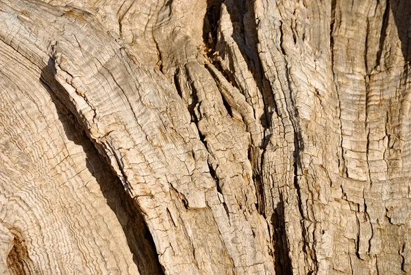 Ξηρό ξύλο — Φωτογραφία Αρχείου