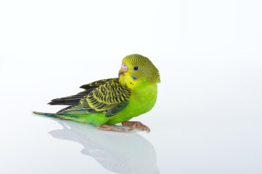 Budgies clipart