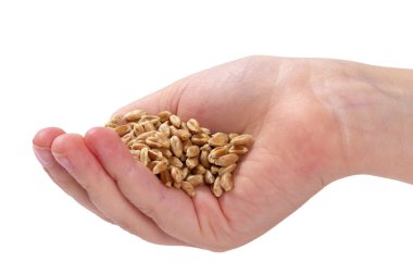 Wheat seeds clipart