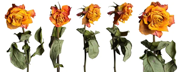 Faded roses set — Stockfoto