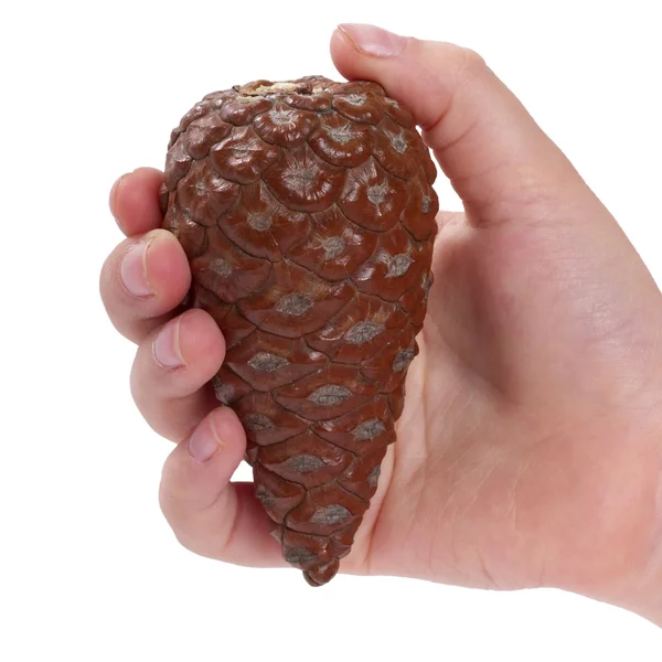 Brown Pine Cone Hand Isolated White Background — Stock Photo, Image