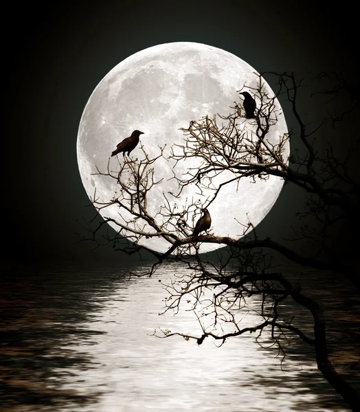 Cuervos sentados en un árbol brillaba con la luna llena —  Fotos de Stock