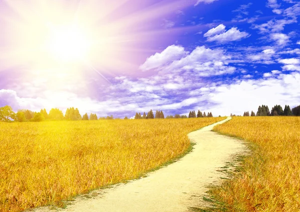Пшеничное Поле Голубое Небо Солнцем — стоковое фото