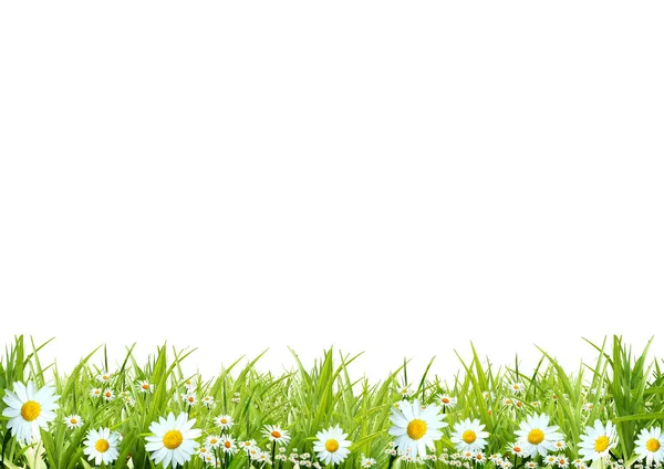Gras mit weißen Kamillen — Stockfoto