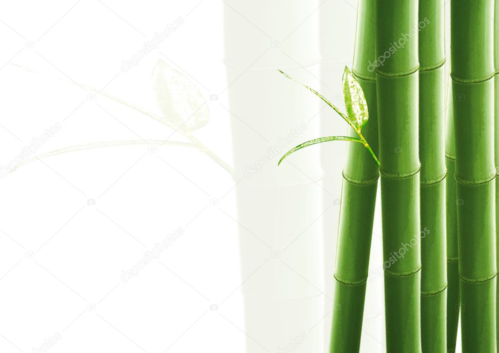 Bamboo isolated on white
