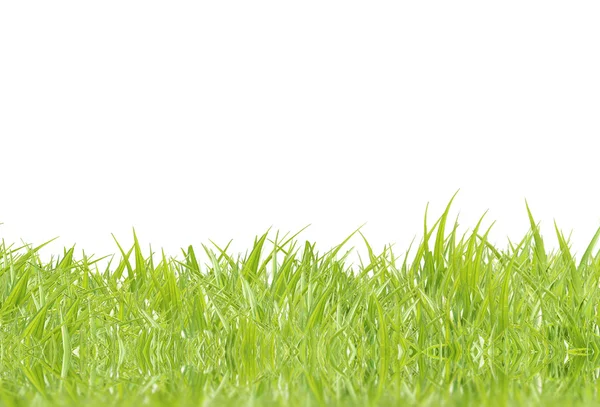 Färska Gröna Gräset Vit Bakgrund — Stockfoto
