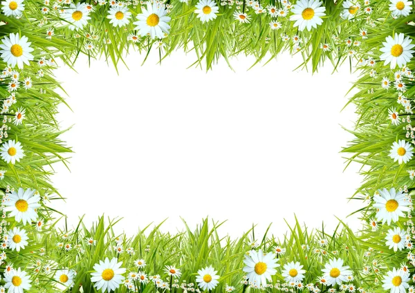 Hintergrund Ein Gerüst Aus Kamille Und Gras — Stockfoto